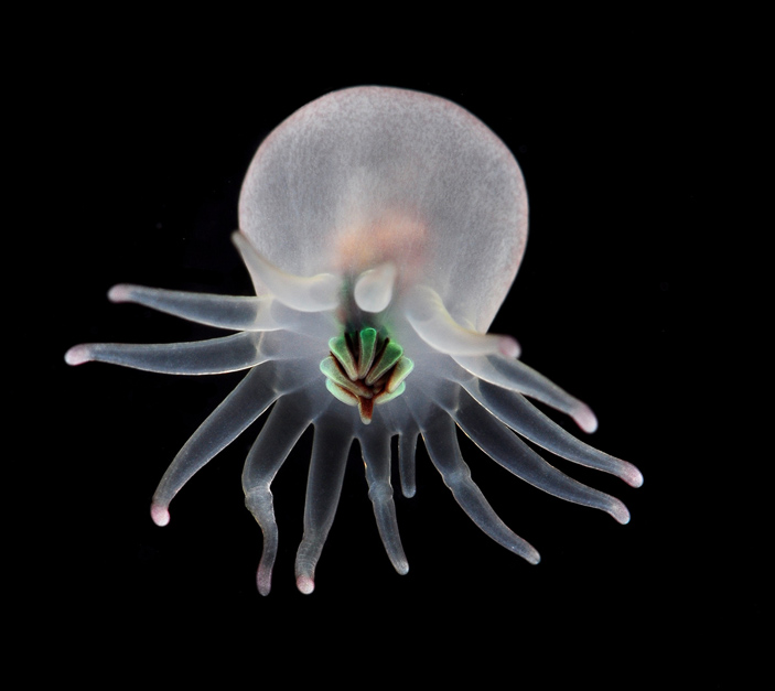 Поздняя планктонная личинка одиночного кораллового полипа из отряда цериантарий