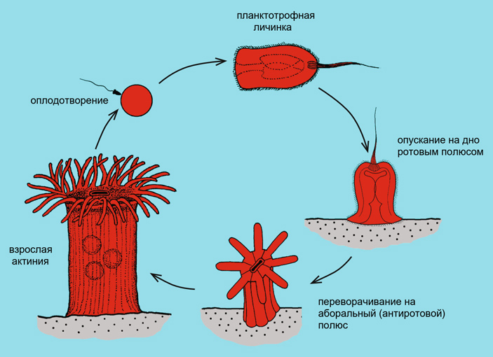 Рис. 3. Жизненный цикл некоторых актиний