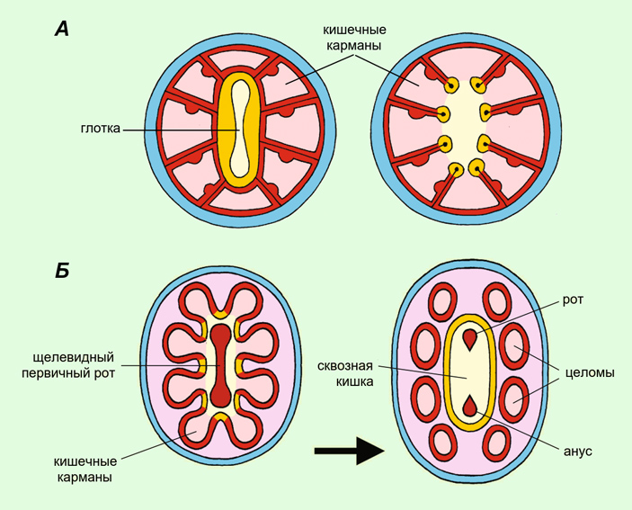Рис. 4. Метамерная теория и ее обоснование