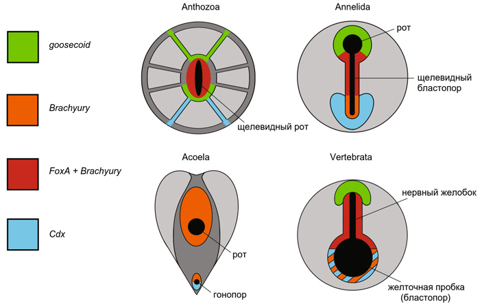 Рис. 5. Экспрессия некоторых регуляторных генов в окрестностях бластопора