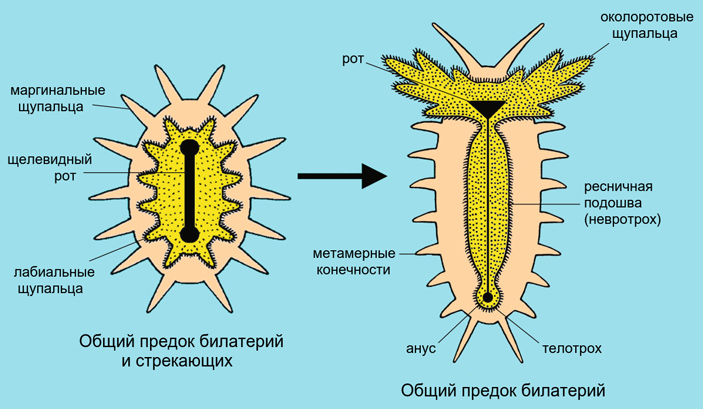 Рис. 7. Преобразование лабиального круга щупалец в систему ресничных полей и шнуров