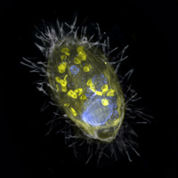 Инфузория из класса Plagiopylea c бактериями-эндосимионтами Candidatus Azoamicus ciliaticola