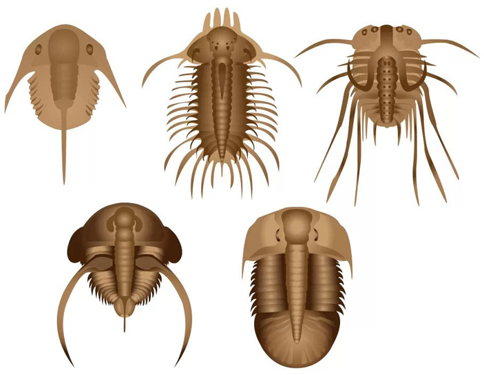 Внешние скелеты некоторых видов трилобитов