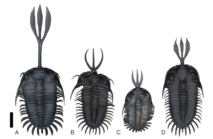 Известные виды рода Walliserops