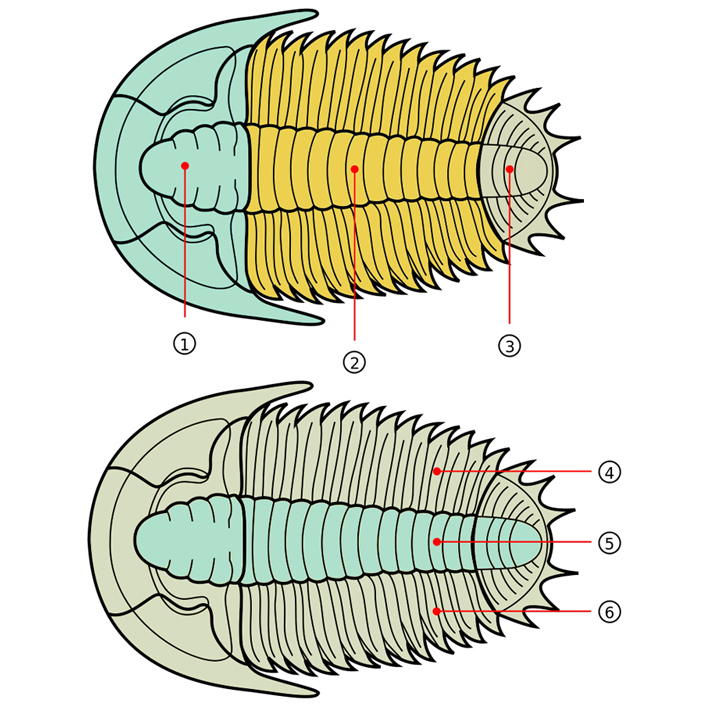 Тело трилобита