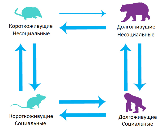 Рис. 2. Частота переходов между социальностью и ее отсутствием и между долгоживущим и короткоживущим состояниями в эволюции млекопитающих