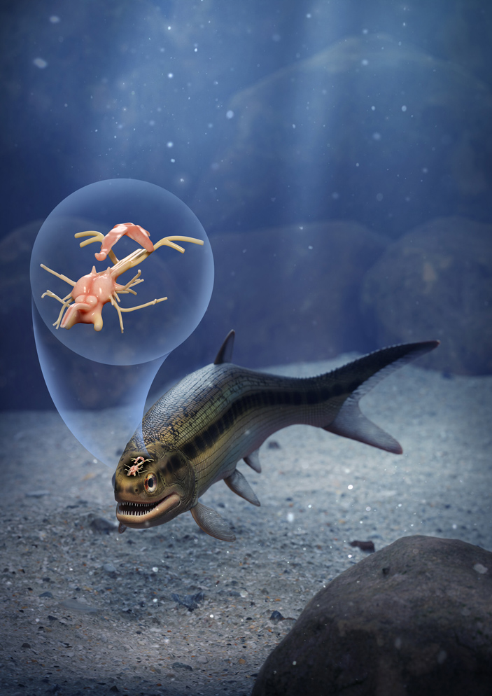 Реконструкция внешнего вида коккоцефала