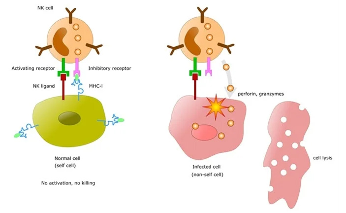 Рис. 2. Механизм распознавания своего и чужого на примере NK-клетки