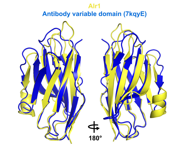 Рис. 4. Наложение (структурное выравнивание) структур иммуноглобулинового домена Alr1 и вариабельного домена антитела
