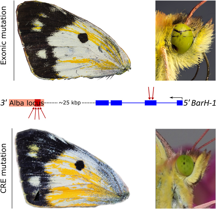Рис. 4. Результаты экспериментов по редактированию генома бабочки