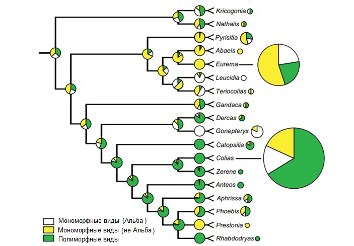 Рис. 5. Филогенетическое дерево и предполагаемая история эволюции расцветок подсемейства бабочек Coliadinae