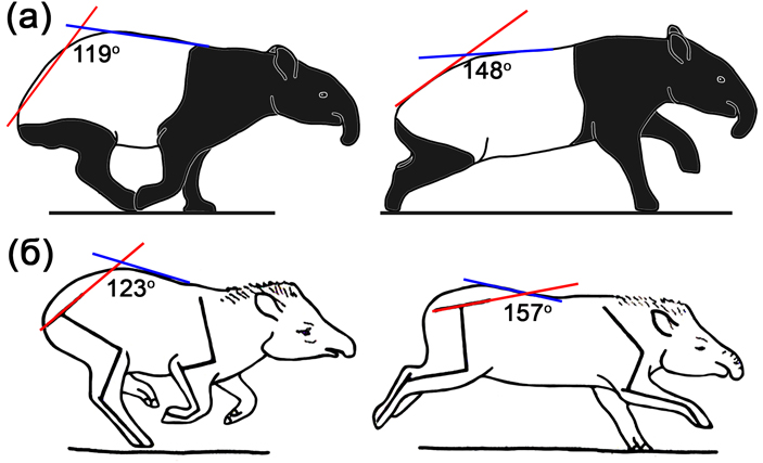 Рис. 3. Размах вертикальной подвижности в пояснично-крестцовой области спины, используемый тапирами во время галопа