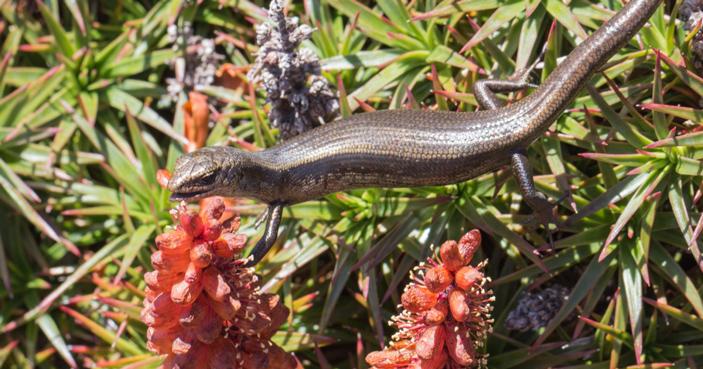 Австралийский сцинк Carinascincus microlepidotus отрывает сросшиеся лепестки цветка Richea scoparia, чтобы добраться до нектара