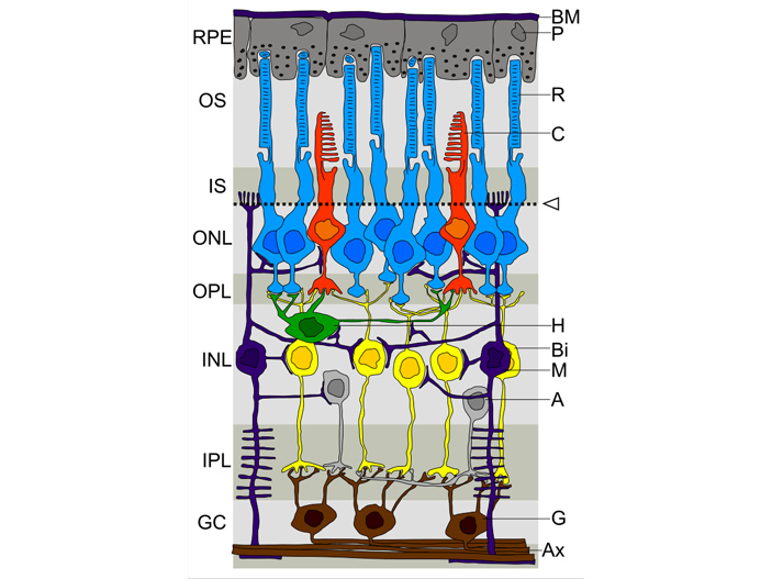 Рис. 4. Многослойная структура сетчатки позвоночных