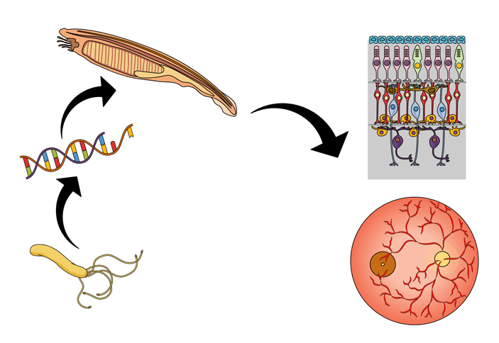 Когда-то в древнем океане бактерия поделилась своим геном с животным, похожим на современного ланцетника