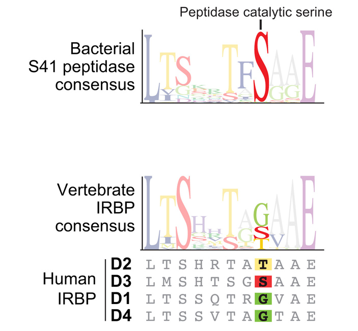Рис. 7. Характерная последовательность небольшого участка IRBP и его бактериальных гомологов