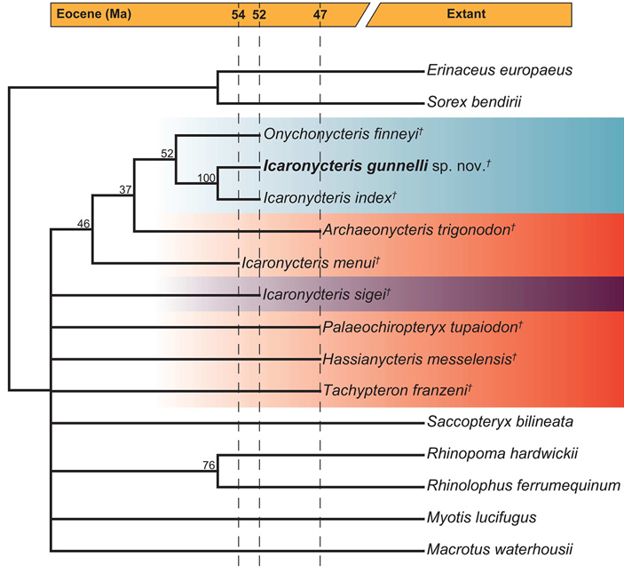 Филогенетические отношения