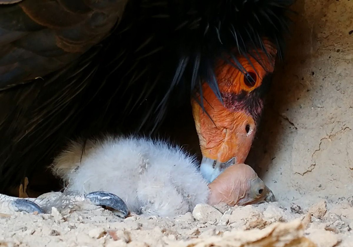 Калифорнийский кондор (Gymnogyps californianus)