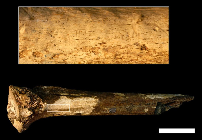 Окаменелая большеберцовая кость неопределенного гоминина
