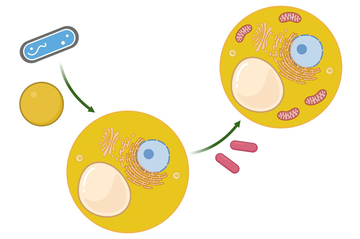 Схематичное изображение сценария двойного эндосимбиоза