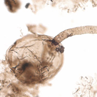 Типичное строение клеточной стенки грибов