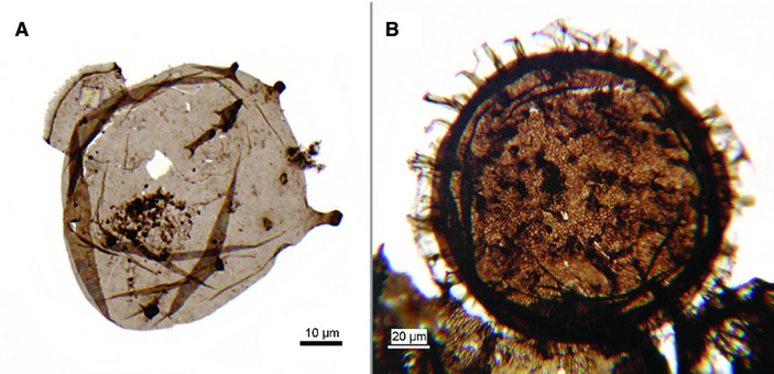 Рис. 1. Древнейшие бесспорные ископаемые эукариоты