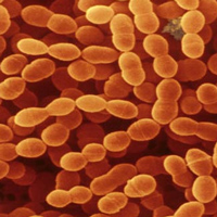 Рис. 1. Бактерия Streptococcus thermophilus и ее смертельный враг, бактериофаг 2972