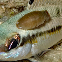 Паразит на рыбе