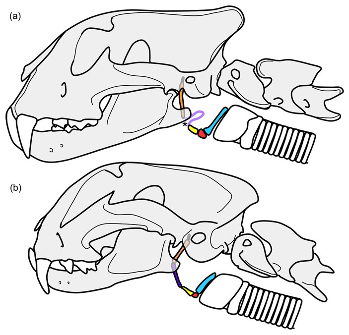 Строение подъязычного аппарата тигра и каракала