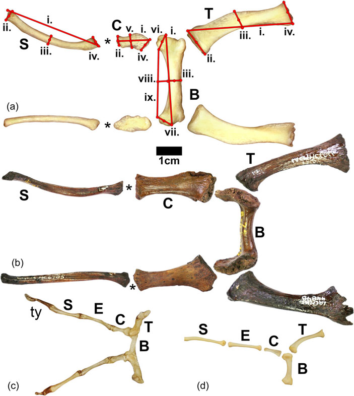 Кости подъязычного аппарата