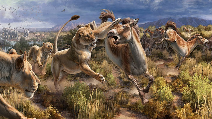 Неизвестно, жили ли американские львы прайдами, но если это так, то рычание могло быть полезно для обозначения занимаемой территории и отпугивания соперников