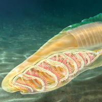 Рис. 1. Юньнанозоон (Yunnanozoon) из раннекембрийской биоты Чэнцзян