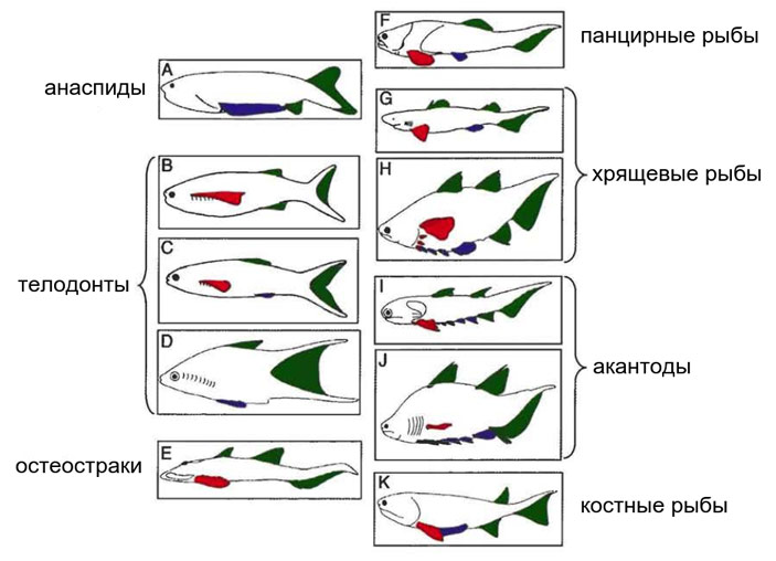 Рис. 16. Предполагаемые гомологии плавников бесчелюстных и челюстноротых