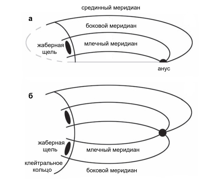 Рис. 15. Пять меридианов тела позвоночных