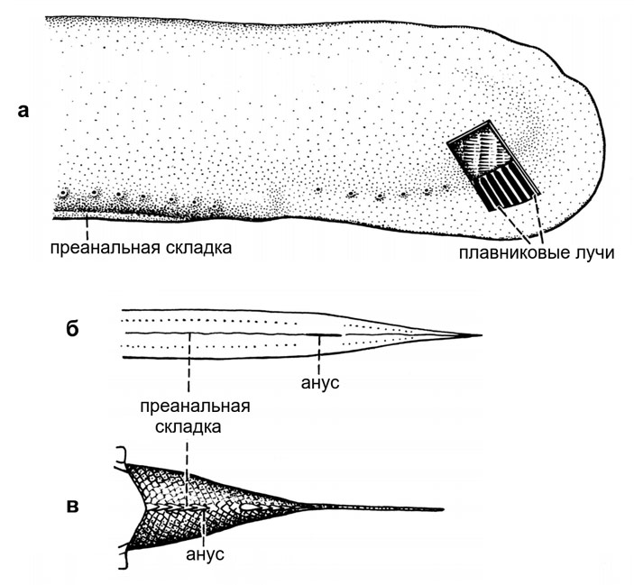 Рис. 18. Непарный преанальный плавник у миксин и их предполагаемых древних родственников