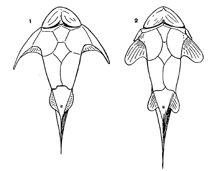 Рис. 7. Последовательные этапы эволюции грудных плавников у панцирных рыб