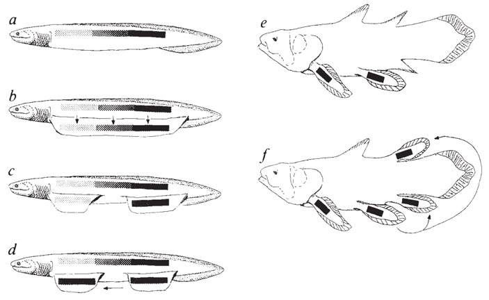 Рис. 8. Конечности с точки зрения генетики развития