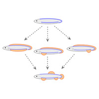 Рис. 1. Новая гипотеза эволюции парных плавников