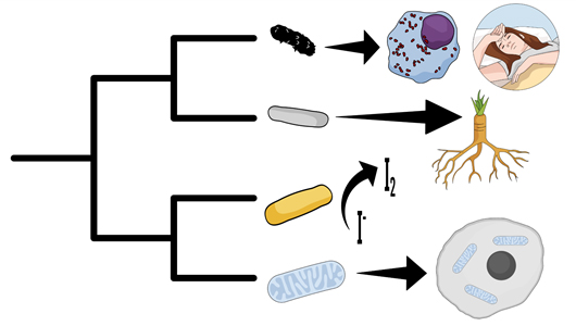 Риккетсии внутри клетки эукариота