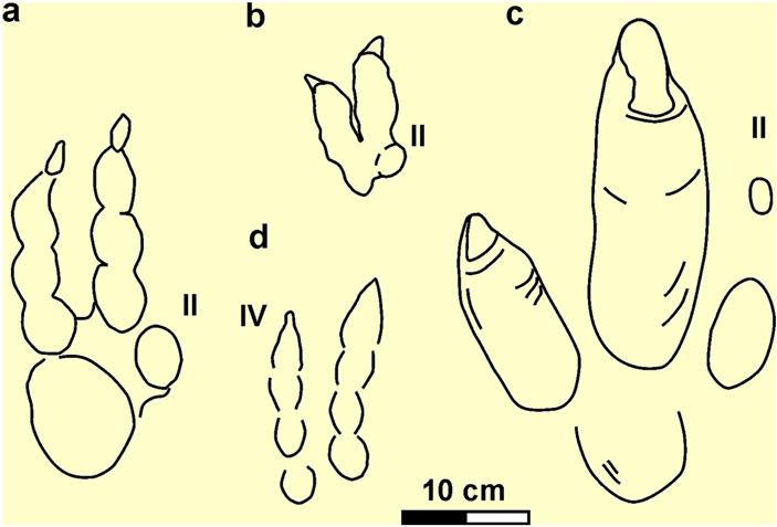 Сравнение следов R. pozosaladensis и некоторых ихнотаксонов хищных динозавров