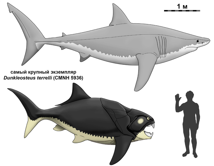 Рис. 4. Реконструкция самого крупного из известных экземпляров Dunkleosteus terrelli