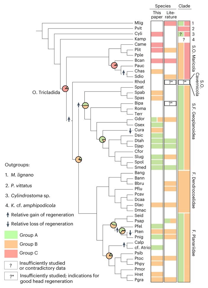 Рис. 3. Эволюционное дерево планарий