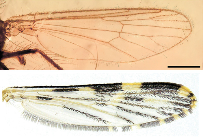 Рис. 3. Крыло древнейшего комара-кулициды Libanoculex intermedius