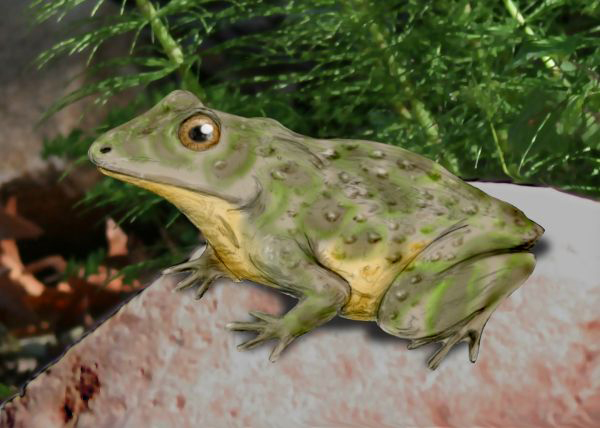 Рис. 1. Реконструкция Vieraella, одной из первых известных ископаемых лягушек