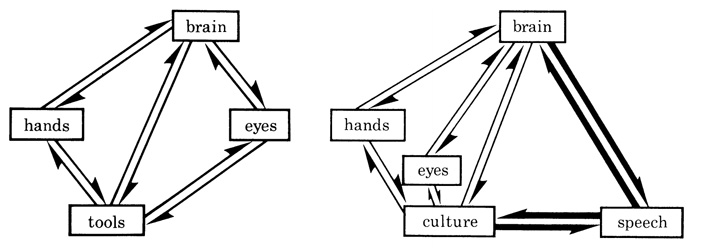 Рис. 5. Автокаталитический цикл культурно-генетической коэволюции