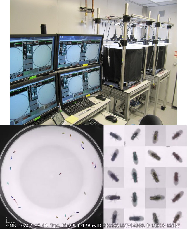 FlyBowl — комплексная система для изучения поведения дрозофил