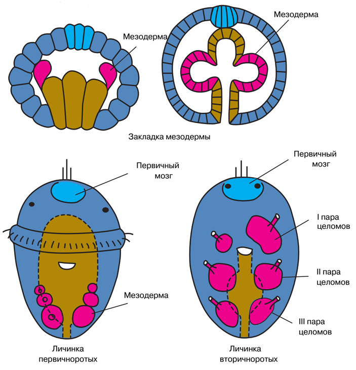Рис. 3. Личинки первичноротых и вторичноротых с разными способами образования целома