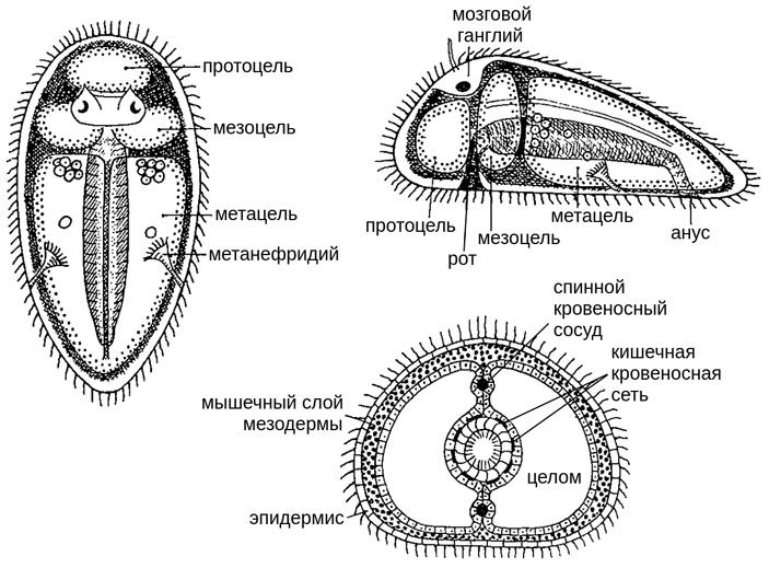 Рис. 5. Общий предок билатерий, реконструированный Адольфом Ремане