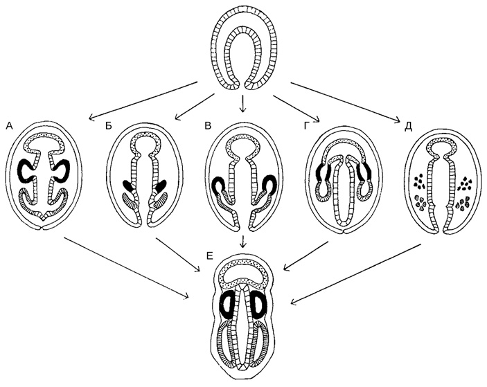 Рис. 6. Разные способы развития целомов у кишечнодышащих