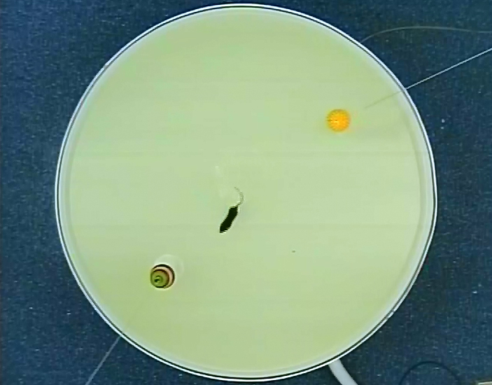 Рис. 1. Общая схема экспериментов по исследованию когнитивной гибкости